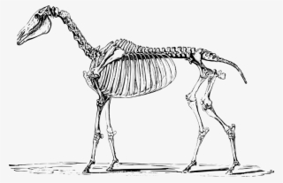 Horse Skeleton From Theobald Agricultural Zoology - Skeleton Of A Horse