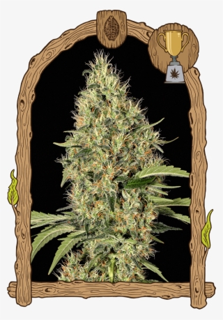 Gypsy Widow - Black Lemon Exotic Seeds