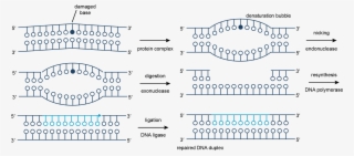 Dna Nucleotide Excision Repair - Mismatch Repair Vs Nucleotide Excision Repair