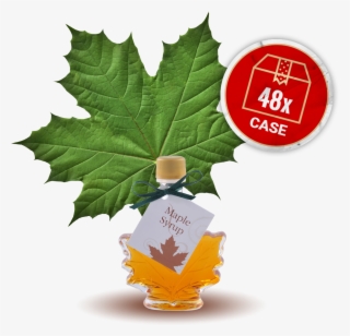 Maple Syrup, Small Maple Leaf Bottle, 48 X Bottles - Green Maple Leaf