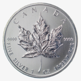 Canadian Silver Maple - Cash