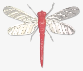 600 X 600 8 - Dragonfly