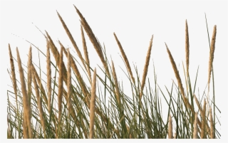 Phragmites