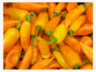 Aji Zanahoria - Aji Pepper