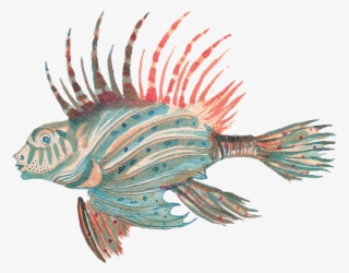 Pterois - Lionfish