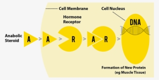 Peptide Hormones
