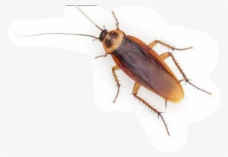 Cucaracha