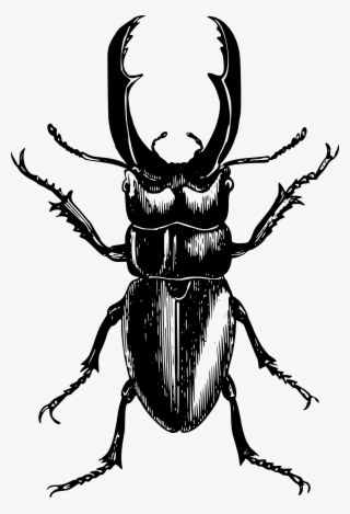Stag Beetle Mosquito Rhinoceros Beetles Japanese Rhinoceros - Stag Beetle Black And White Sketch