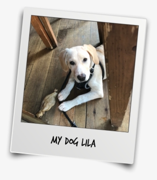 Thanks Mr T And Team For The Interview - Labrador Retriever