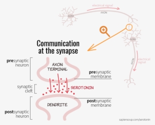 Chemical Communication At The Synapse Between Presynaptic - Peach
