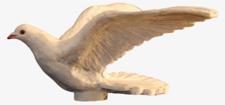 Paloma De La Paz - Stock Dove