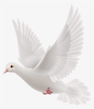 White Dove Png Clipart 70 Bird - Pigeon Message