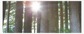 Join The Revolution - Spruce-fir Forest