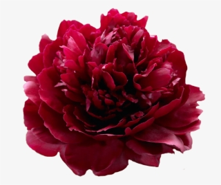 Paeonia Red Sarah Bernhardt Peonies My Peony - Red Peony Sarah