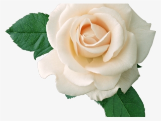 White Rose Clipart Tumblr Transparent - White Roses Transparent Background
