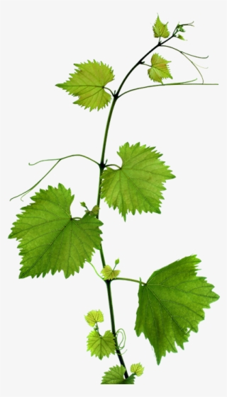 Foglie Di Vite Png - Grape Leaf Png