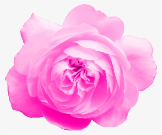Free Download - Garden Roses