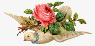 Vintage Dove Png