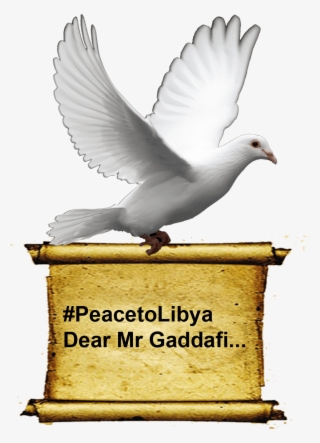 Dove Carrying Scroll - Dove Of Peace