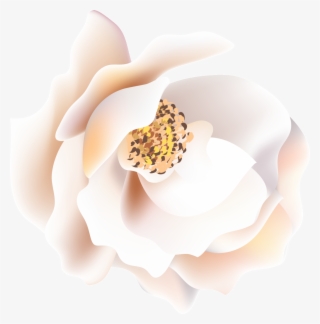 Is Yellow Black Flower Heart Transparent Decorative - Still Life Photography