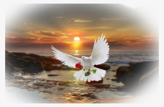 Pigeon Sticker - Imagem Digital Vs Hd