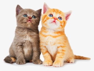 Cat With Yarn Png