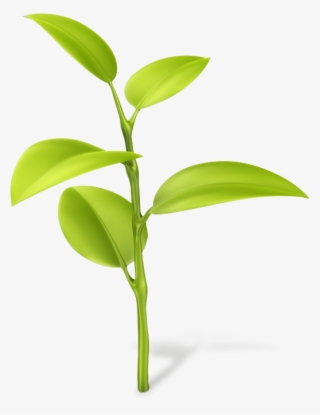 Producers Make Their Own Food Rather Than Getting Food - Dendrobium