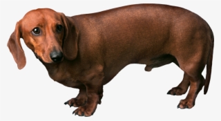 Dog Png, Download Png Image With Transparent Background, - Dash And Dash Dog