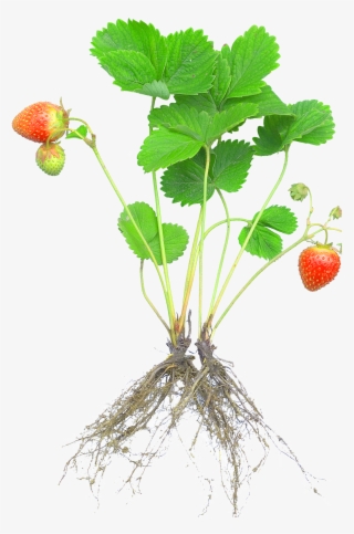 Strawberry Plants With Roots And Fruits