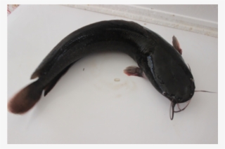 More Views - Appalachian Salamander