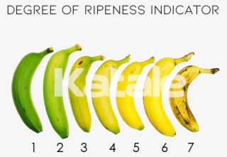 Alphonso Mangoes - Ripe Banana Scale