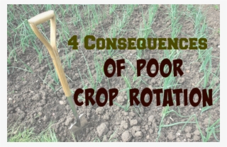 Crop Rotation Is A Vital Part Of Maintaining A Healthy - Grass
