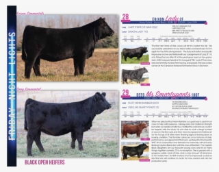 $10,000indian River Cattle Co - Dairy Cow