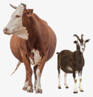 The Lives Of Millions Of People Depend On The Health - Food Chain Of Goat