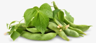 Soybean Soybean - Tetragonia