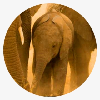 Acc Us Amboseli Conservation Project - Indian Elephant