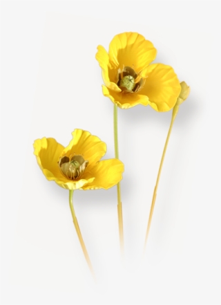 Flowers - Lily Family