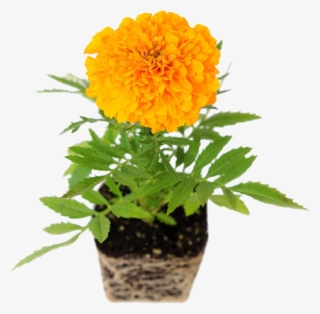 盆栽万寿菊免抠素材 - Planta Margarita En Maceta