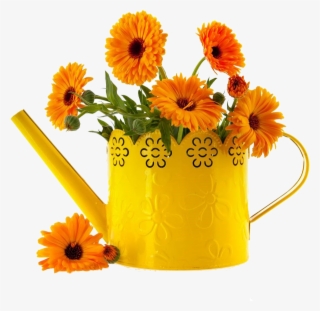 万寿菊图片 - English Marigold