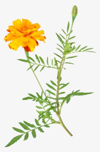 非洲万寿菊免费下载 - Marigold