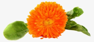 橙色万寿菊图片 - Chrysanthemum