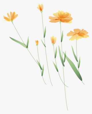 卡通野菊花 - English Marigold