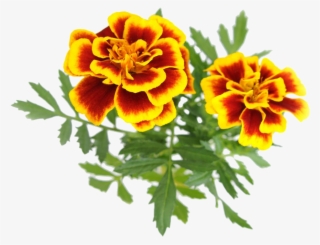 橘红色万寿菊免抠素材 - Vintage Sunflower Clip Art