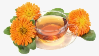 万寿菊和茶免抠素材 - Pot Marigold