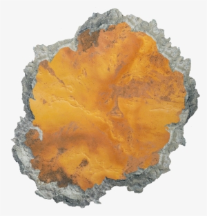 Fungus