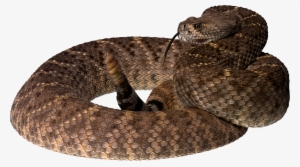 Brown Tree Snake Png