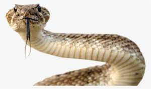 Png Snake Download - Sassy Snakes With Arms