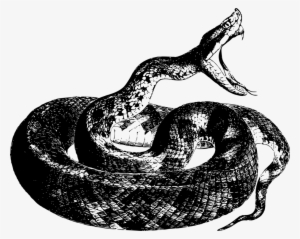 Snakes Reptile Vipers Drawing Venomous Snake - Cottonmouth Tattoo