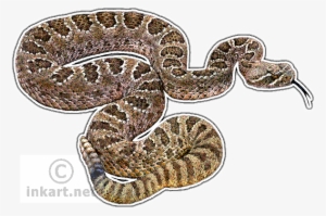 Wildlife Art - Prairie Rattlesnake Drawing