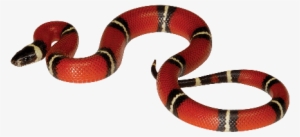 Transparent Coral Snake Png